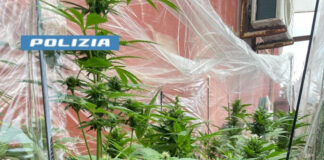 San Giovanni a Teduccio: nasconde una serra di marijuana in casa. Arrestato 51enne