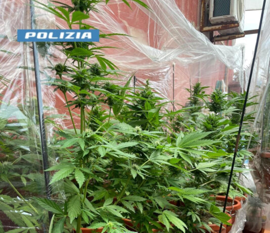 San Giovanni a Teduccio: nasconde una serra di marijuana in casa. Arrestato 51enne