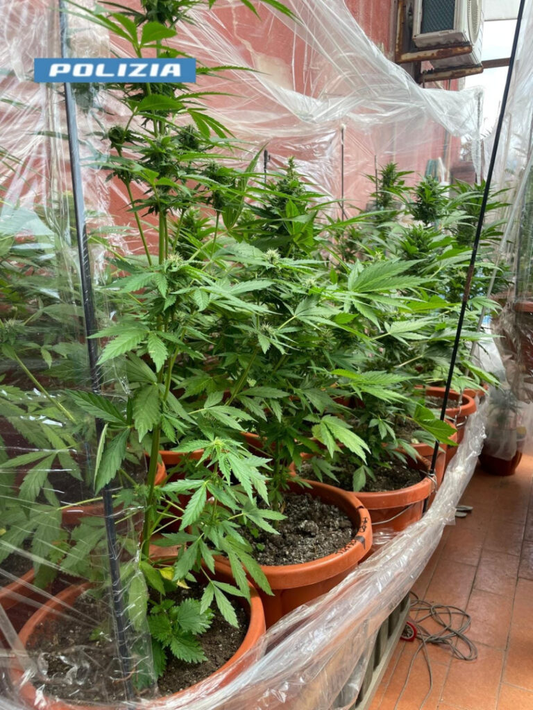 San Giovanni a Teduccio: nasconde una serra di marijuana in casa. Arrestato 51enne