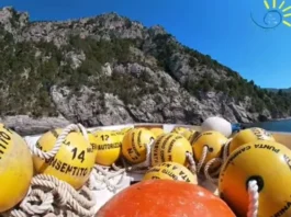 Riapre il Campo boe dell'Amp Punta Campanella, tutte le novità per l'estate 2024