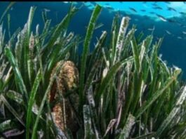 Punta Campanella, Bioblitz per delfini e posidonia