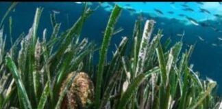 Punta Campanella, Bioblitz per delfini e posidonia