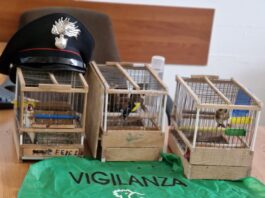 Ponticelli, perquisizione domiciliare, quattro cardellini salvati