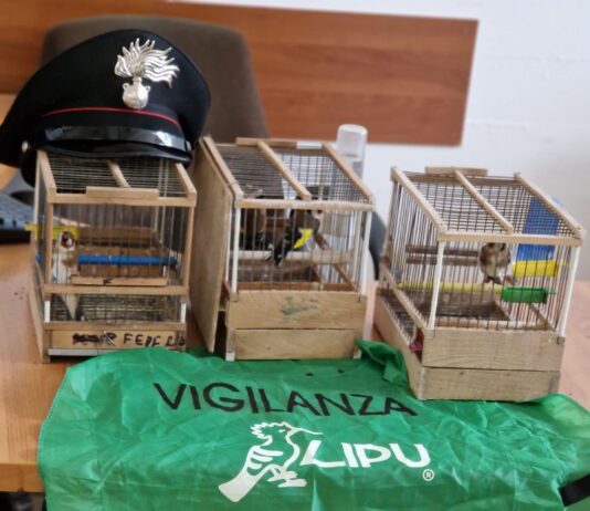 Ponticelli, perquisizione domiciliare, quattro cardellini salvati