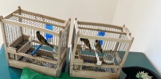 Perquisizione domiciliare, tre cardellini salvati ed una gabbia-trappola sequestrata
