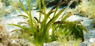 Alla stazione zoologica Anton Dohrn di Napoli la 15esima edizione del congresso internazionale sulle piante marine