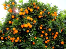 Sorrento, i vincitori del ​“SorrentoOrangeWeek”