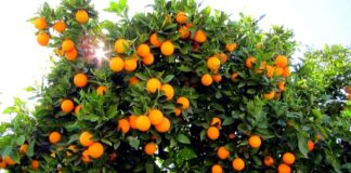 Sorrento, i vincitori del ​“SorrentoOrangeWeek”
