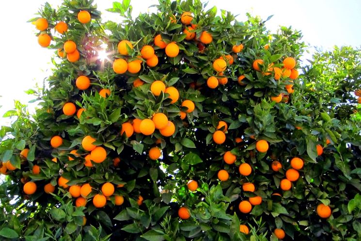 Sorrento, i vincitori del ​“SorrentoOrangeWeek”
