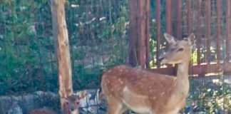Castellammare di Stabia: "fattoria" con animali protetti, denunciato 40enne