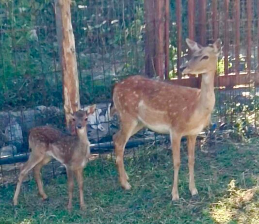 Castellammare di Stabia: "fattoria" con animali protetti, denunciato 40enne