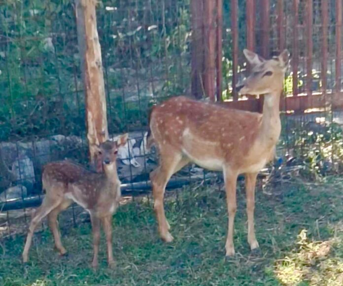 Castellammare di Stabia: "fattoria" con animali protetti, denunciato 40enne