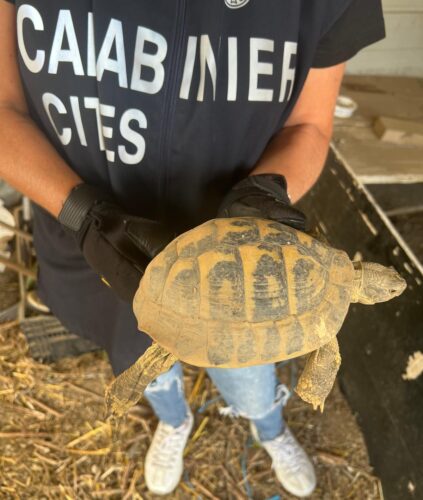testugine terrestre animali protetti