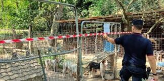 Marano di Napoli: canile lager; proprietario denunciato dai carabinieri forestali di Napoli
