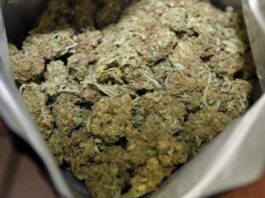 Padre e figlio in manette ad Agerola: 5 buste di marijuana nel locale attrezzi