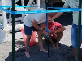 Torre del Greco, azioni a tutela delle tartarughe marine