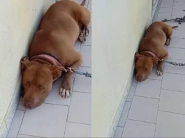 Casalnuovo, cane picchiato e maltrattato. Denunciato 35enne