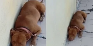 Casalnuovo, cane picchiato e maltrattato. Denunciato 35enne