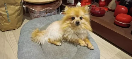 Restituito il cane rubato alla piccola Miriam: “Siamo ladri, ma abbiamo un cuore”