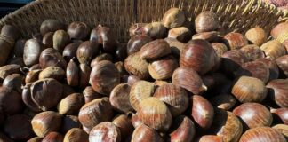 Pimonte: boom di visitatori per “La Castagna del Monte Faito”