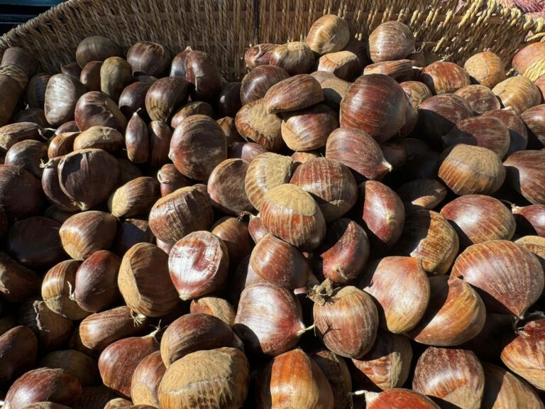 Pimonte: boom di visitatori per “La Castagna del Monte Faito” Pimonte: boom di visitatori per “La Castagna del Monte Faito”