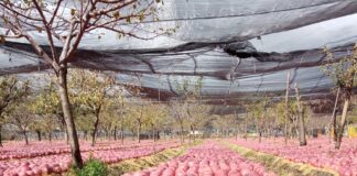 Le Antiche Masserie Rurali dell’Agro-Nolano Aperte al Pubblico: L’Iniziativa del Gruppo FAI di Nola per le Giornate FAI d’Autunno