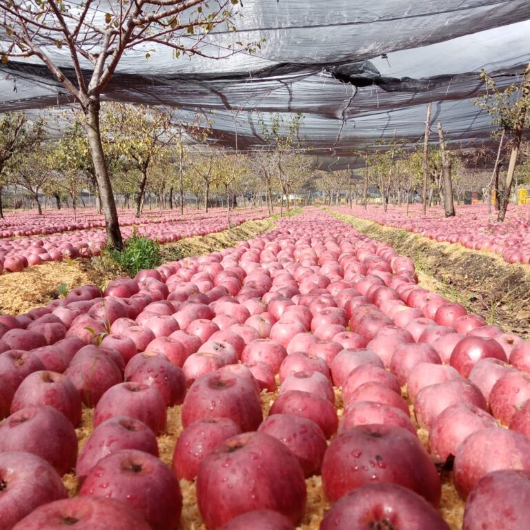 Le Antiche Masserie Rurali dell’Agro-Nolano Aperte al Pubblico: L’Iniziativa del Gruppo FAI di Nola per le Giornate FAI d’Autunno