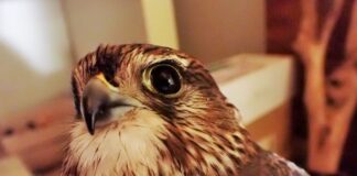 Massa Lubrense: falco Smeriglio ucciso dai bracconieri, la denuncia del WWF