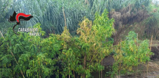 Nola, sequestrata piantagione di marijuana lungo il torrente
