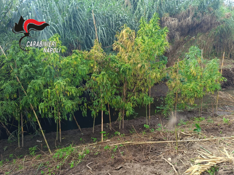 Nola, sequestrata piantagione di marijuana lungo il torrente