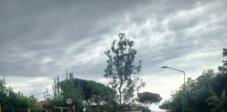 Torre del Greco, due alberi per ognuno di quelli sostituiti