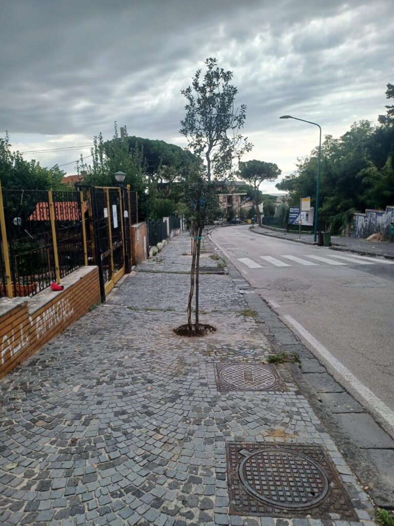 Torre del Greco, due alberi per ognuno di quelli sostituiti