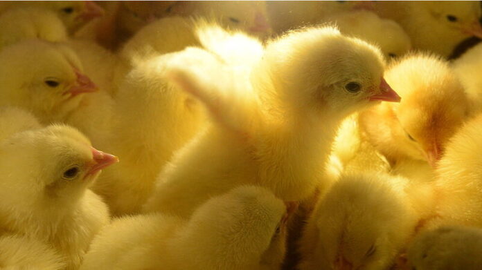 Per fermare l’uccisione dei pulcini maschi mancano i provvedimenti