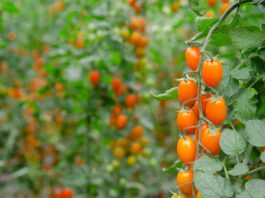 Nuova sfida sul mercato per Finagricola: dopo il pomodoro giallo, arriva il pomodoro datterino arancione dedicato ai consumatori