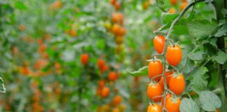 Nuova sfida sul mercato per Finagricola: dopo il pomodoro giallo, arriva il pomodoro datterino arancione dedicato ai consumatori