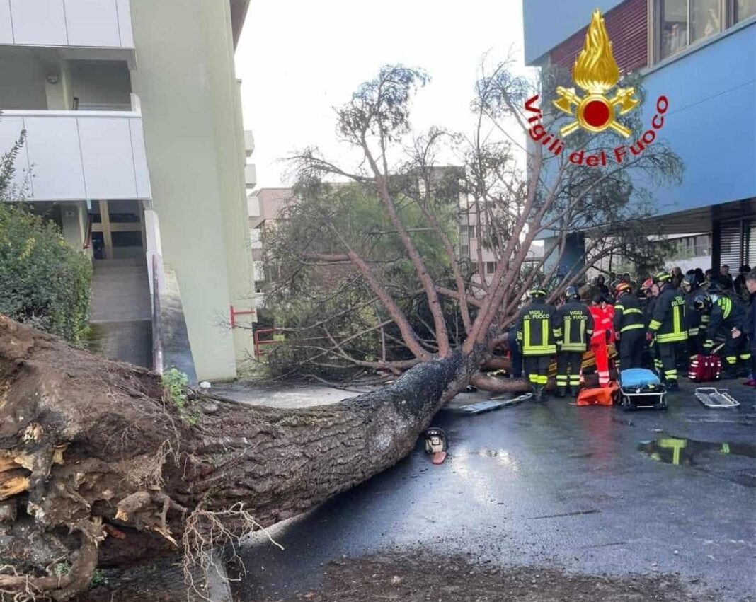 L'albero caduto a fisciano