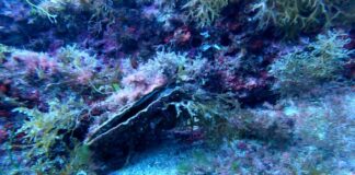 Punta Campanella, individuata una Pinna nobilis ancora viva