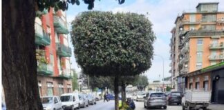 A Pomigliano al via il progetto "adotta un'area verde”. Iniziativa rivolta a cittadini, commercianti e aziende