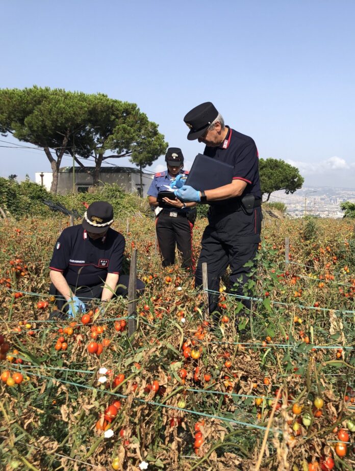 Carabinieri Forestali Parco sequestrano 35 Kg di pomodorino del piennolo del Vesuvio D.O.P. contraffatti
