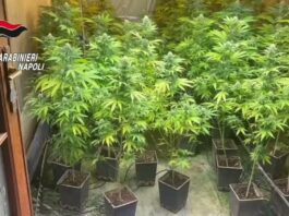Giugliano, la "bibbia" del coltivatore per la piantagione indoor di cannabis. Arrestate 3 persone