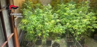 Giugliano, la "bibbia" del coltivatore per la piantagione indoor di cannabis. Arrestate 3 persone