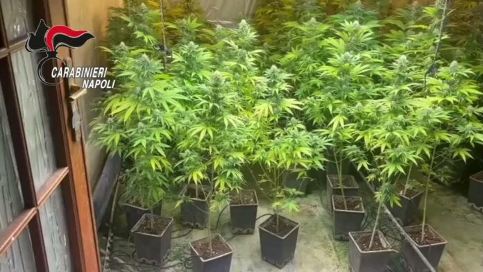 Giugliano, la "bibbia" del coltivatore per la piantagione indoor di cannabis. Arrestate 3 persone