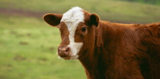 Allevatore preso a testate da un vitello muore in una fattoria didattica a Giugliano