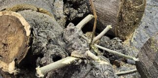 Piano di Sorrento: Piazza Cota, sostituzione degli alberi malati con nuovi esemplari arborei