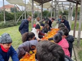 Sorrento: torna lo Spremuta Day, con l'arancia bionda sorrentina