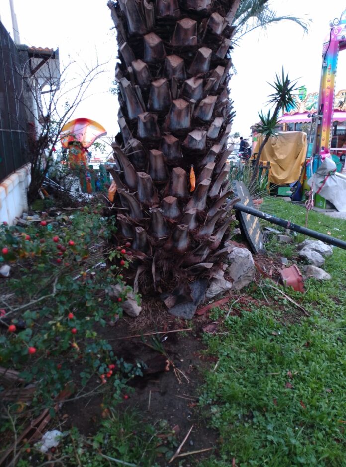 Castellammare, al via i trattamenti per le palme della Villa Comunale contro il punteruolo rosso