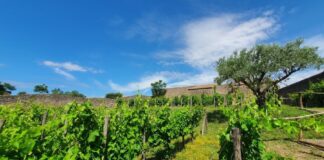 Pompei, un’azienda vitivinicola biologica prende vita nel Parco Archeologico