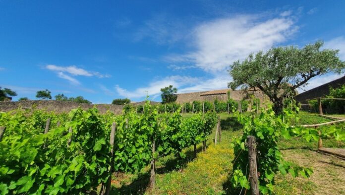 Pompei, un’azienda vitivinicola biologica prende vita nel Parco Archeologico