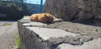 Torre del Greco: gatti morti, ordinanza per la zona di via Lamaria