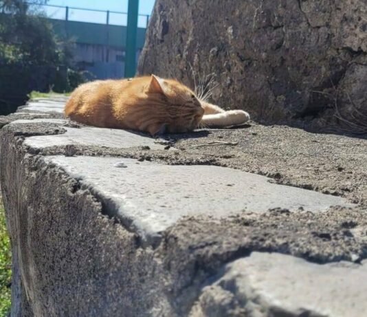 Torre del Greco: gatti morti, ordinanza per la zona di via Lamaria